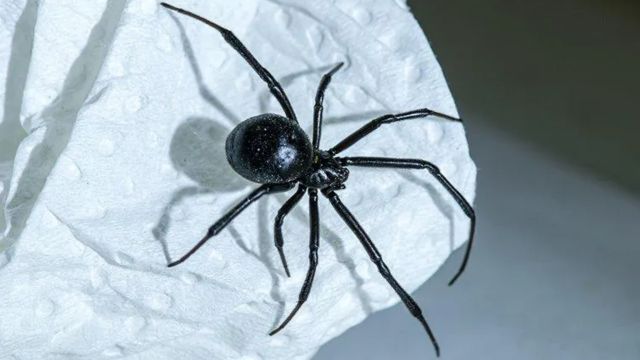 6 Black Spiders Crawling Around California... Are They Dangerous