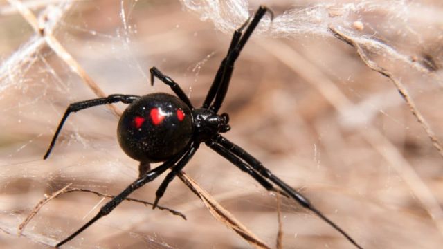 6 Black Spiders Crawling Around Florida… Are They Dangerous?