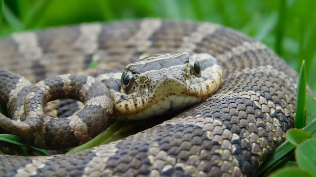 Dangerous Waters The Most Snake-Infested Lakes in Kansas You Need to Know About