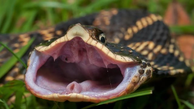 Dangerous Waters: These are the 5 Most Snake-Infested Lakes in Connecticut