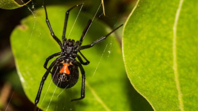 Massachusetts 6 Black Spiders Crawling Around Are They Dangerous