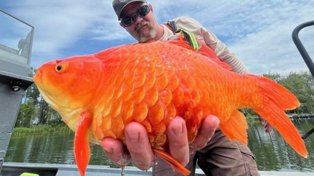 Megalodon goldfish was found in a waterway in Pennsylvania, and now pet owners are being warned