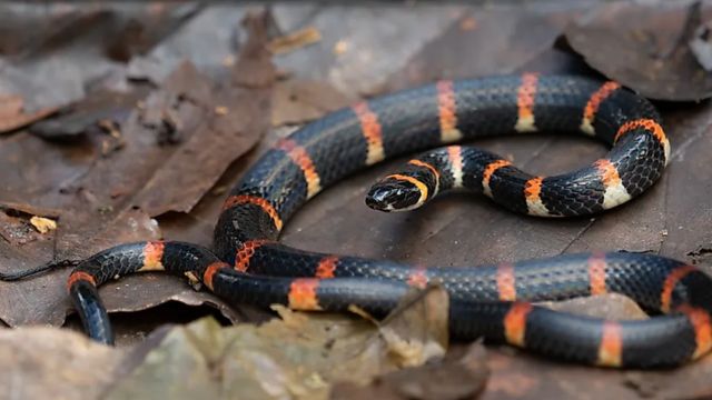 Mississippi’s Top Snake-Infested Lakes The Places You Should Avoid This Summer!