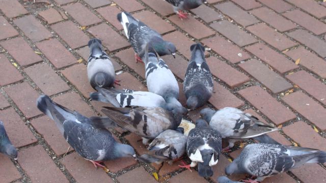 New Jersey’s Pigeon Feeder Law Balancing Urban Wildlife and Public Cleanliness
