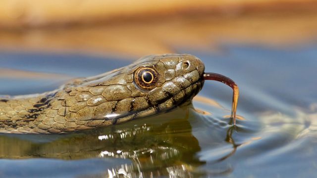 The 5 Most Snake-Infested Lakes in California—Beware of These Danger Zones