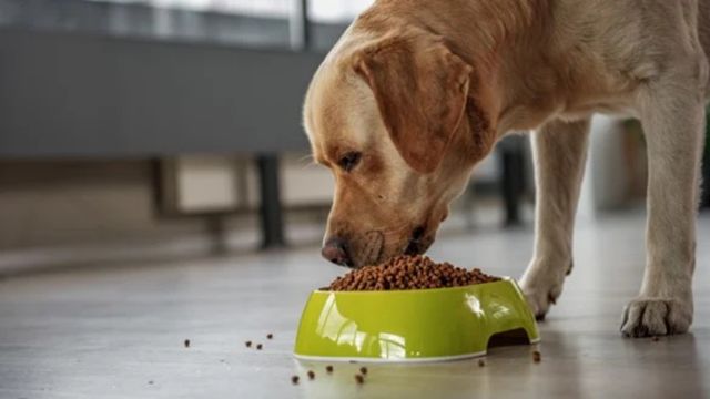 Understanding Alabama’s New Pet Feeder Law A Must-Read for Pet Owners