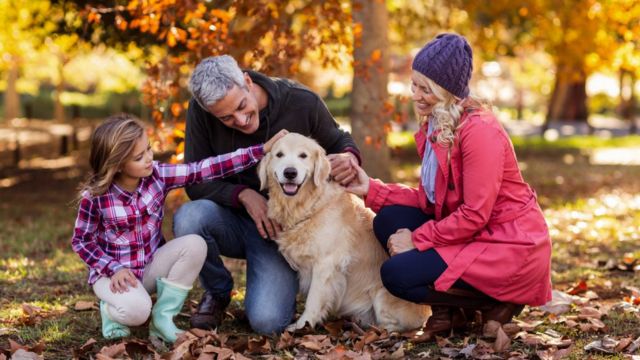 Understanding Alaska's New Pet Feeder Law A Must-Read for Pet Owners