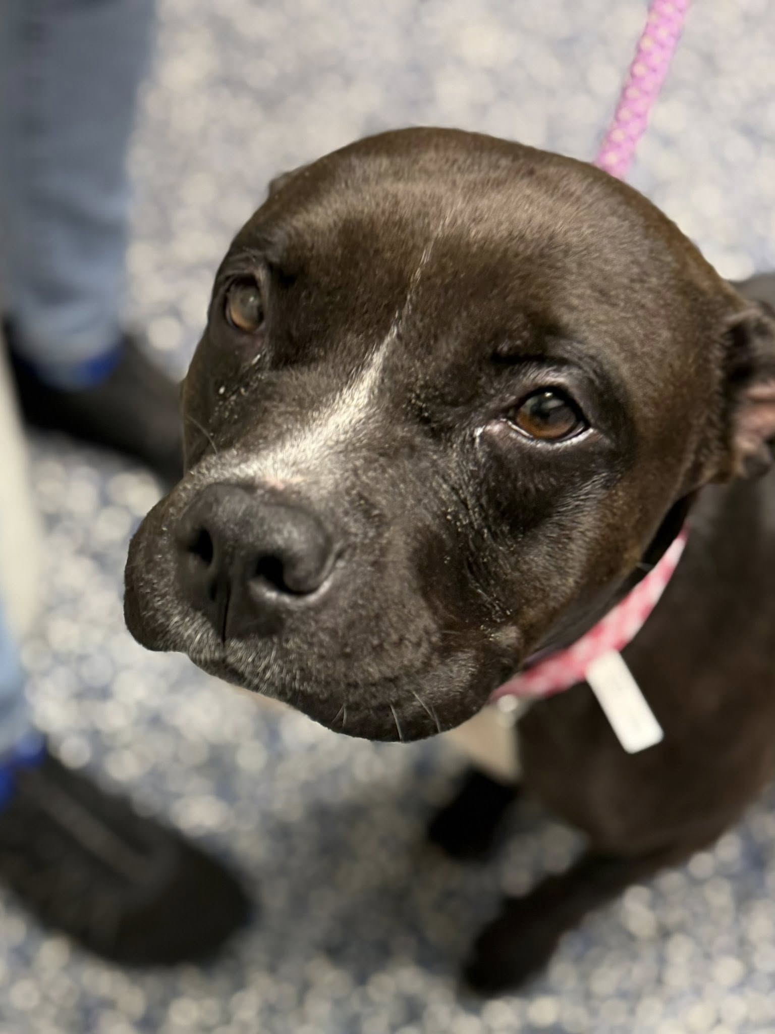 Rescue joy turns to panic as dog runs off during adoption