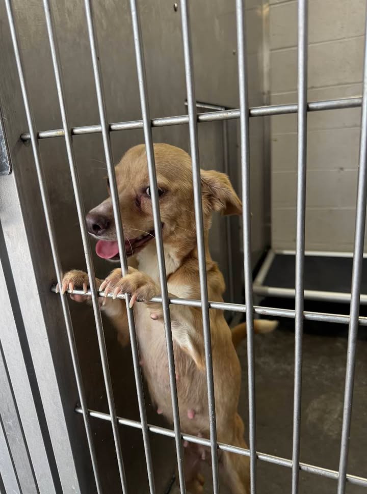 Utica police seek owner of found dog near Varick and Columbia streets